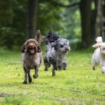 Dogs-Running