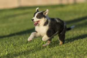 puppy running