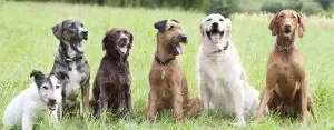 Dogs-Sitting-in-a-Row