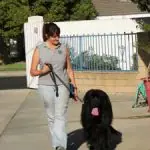 Trainer walking a dog on leash in a park