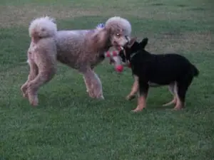 yappy2