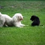 White and black puppies playing together on grass