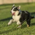 puppy running