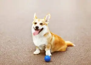 Dog Toy
