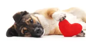 v day dog