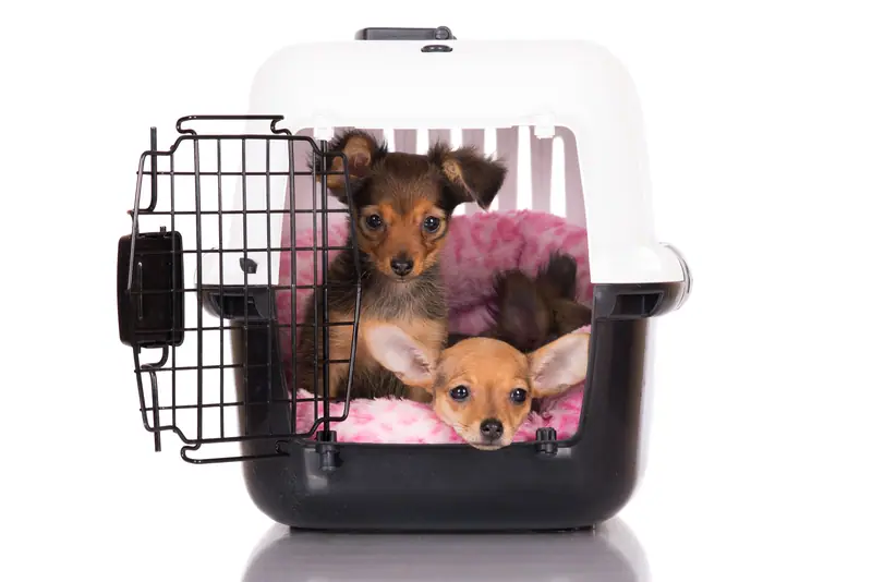 Dogs in a Crate