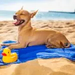 Small tan dog lying on a beach towel with rubber duck