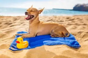 Chihuahua lying on a beach towel with a rubber duck