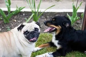 Pug and a black-and-tan dog sitting together in a garden