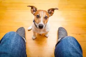Small terrier looking up between a person's legs indoors