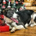 Dog lying beside a decorated Christmas tree