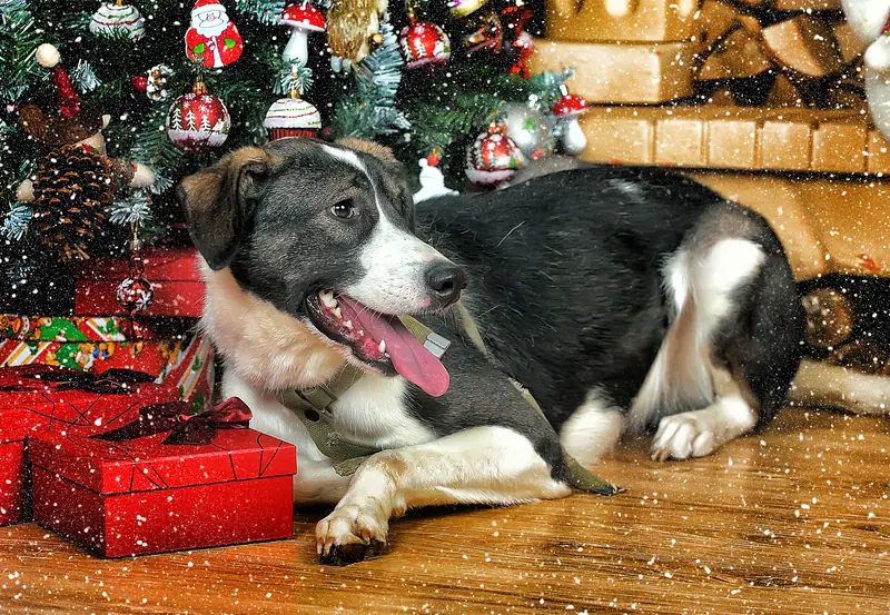 Holiday Dog