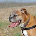 Bulldog profile close-up panting with tongue out