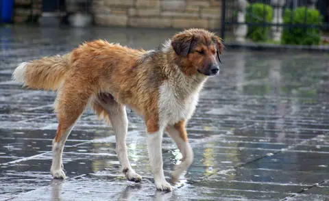 Stray mixed-breed dog walking on a wet pavement