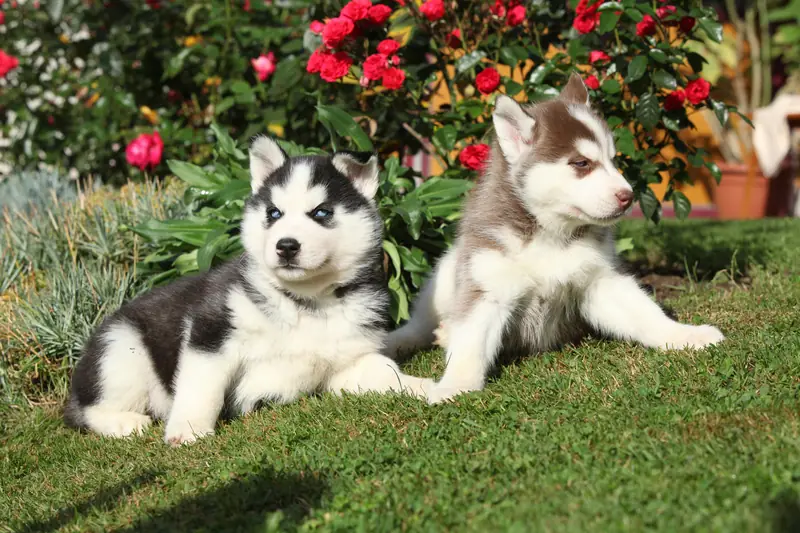 Two Siberian Husky puppies lying in grass by red roses