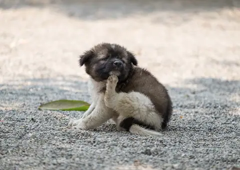 Fluffy puppy scratching itself on a gravel path