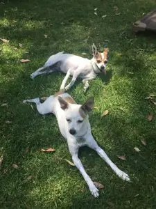 Two tan and white dogs resting together on grass