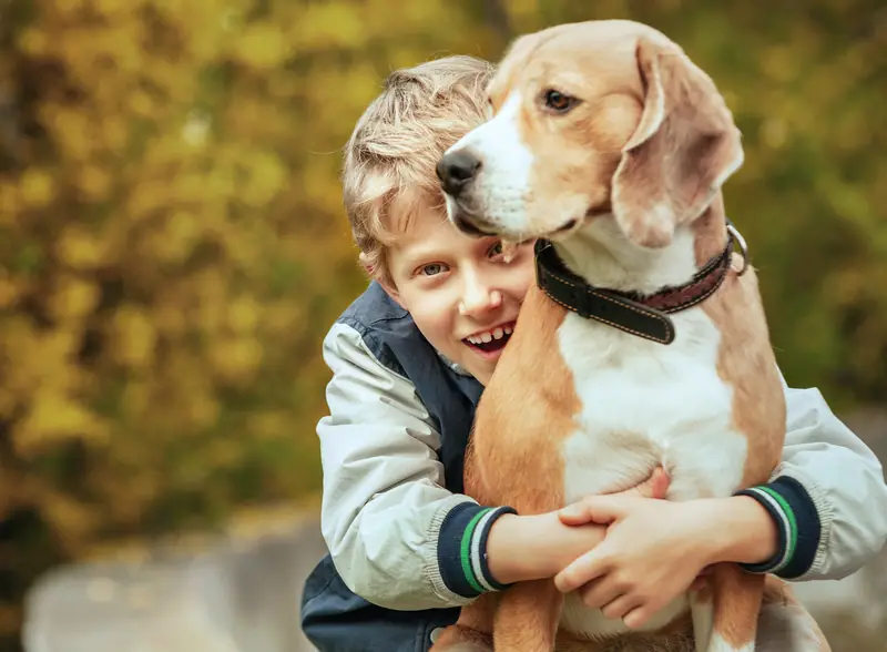 Boy hugging a beagle affectionately outdoors