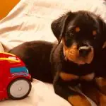 Rottweiler puppies
