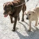 Two leashed dogs walking together on pavement
