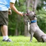 Dog Shake