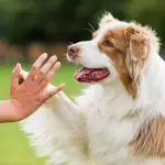 Border collie giving a high five to a hand