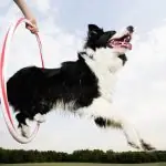 Border collie jumping through a hoop held by trainer