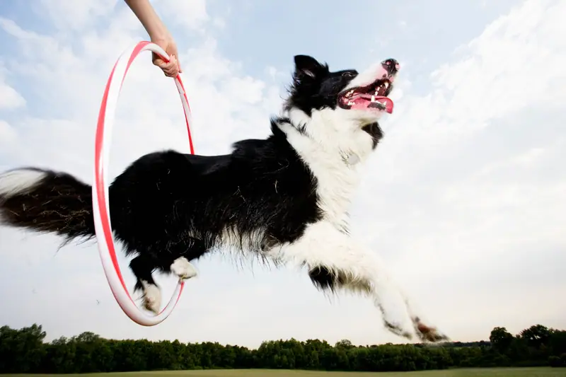 Border collie leaping through a hoop trainer holds