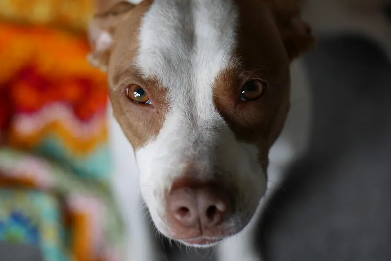 Close-up of a tan and white dog's cautious face indoors
