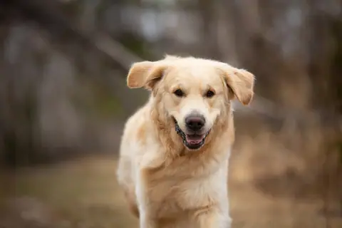 Golden retriever running outdoors toward the camera