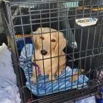 Golden puppy inside a wire crate with blue blanket