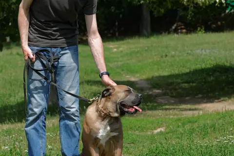 Man petting a large tan dog on a leash in a park