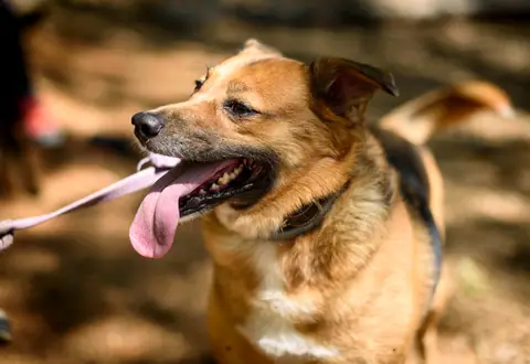 Tan and white dog panting with tongue out outdoors