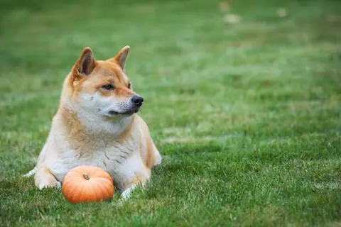 Shiba Inu lying in grass next to a small pumpkin