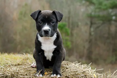 Black and white puppy with white chest sitting on hay