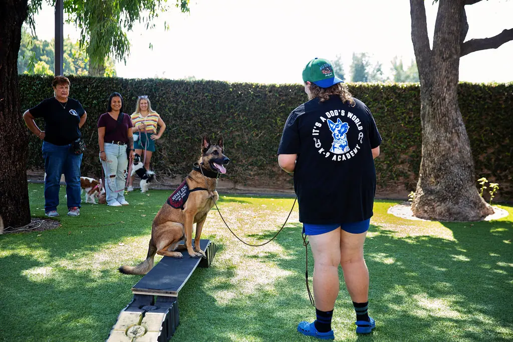 Dog training gallery image 15