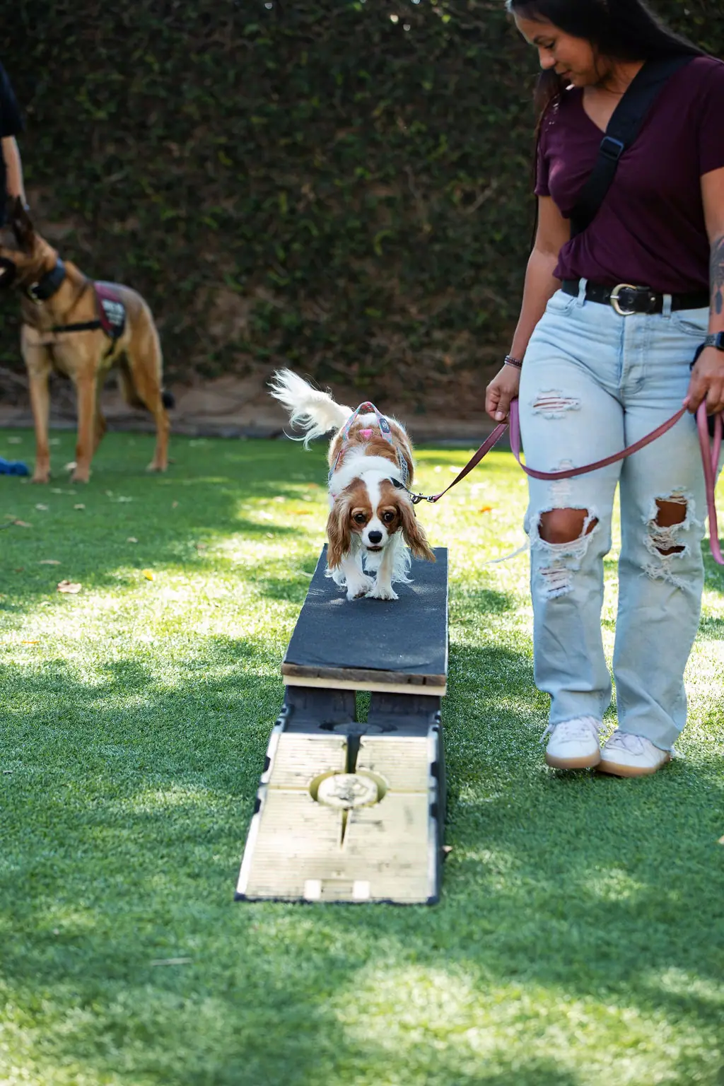 Dog learning in the board and train program
