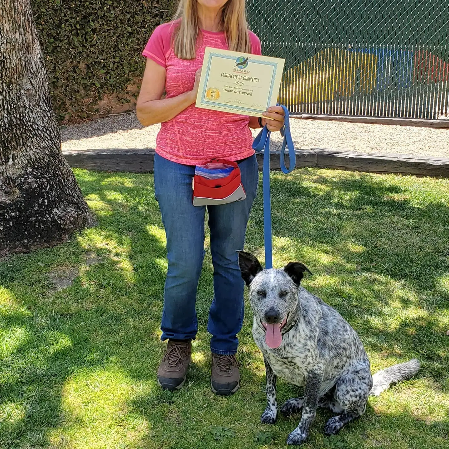 Dog training gallery image 48