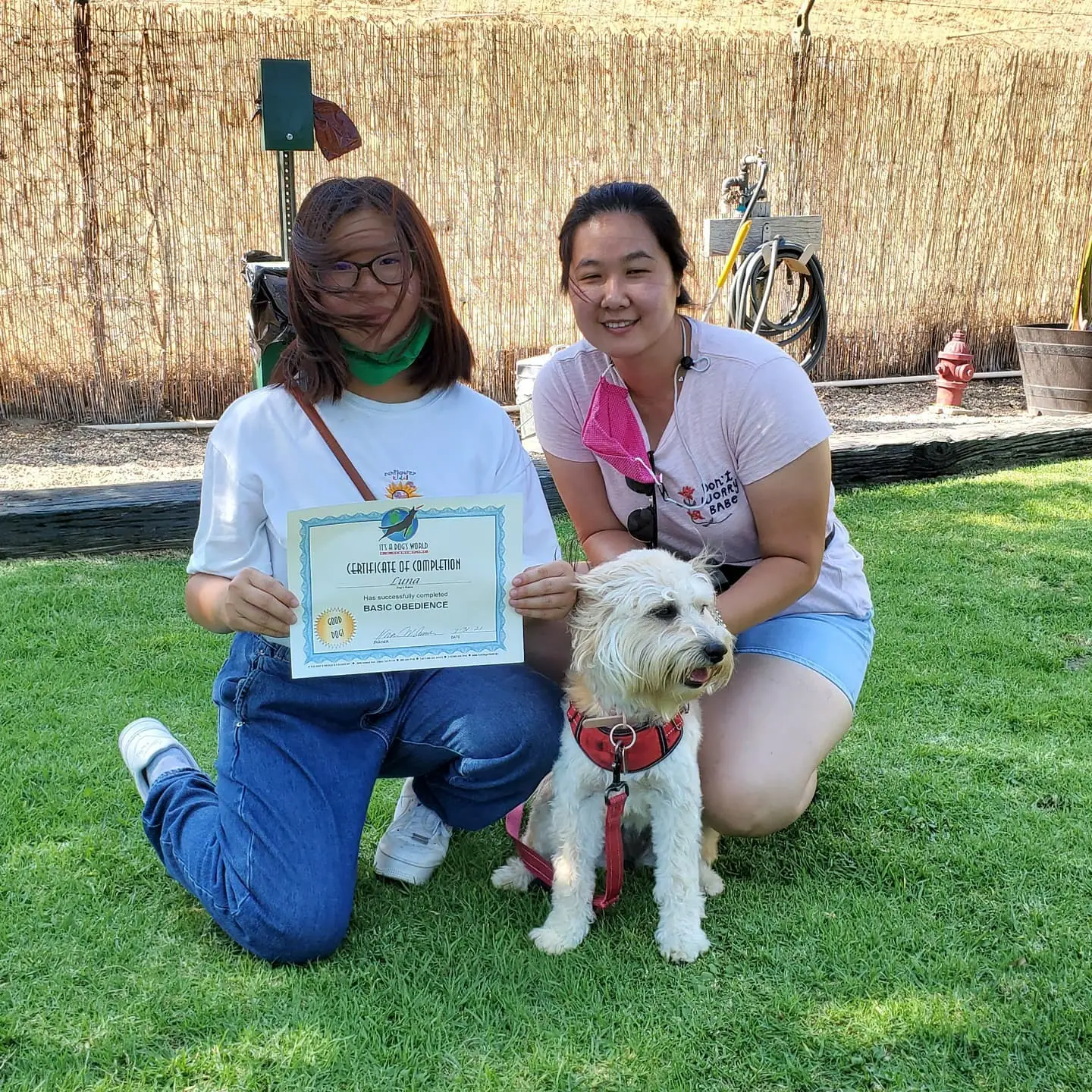 Dog training gallery image 52