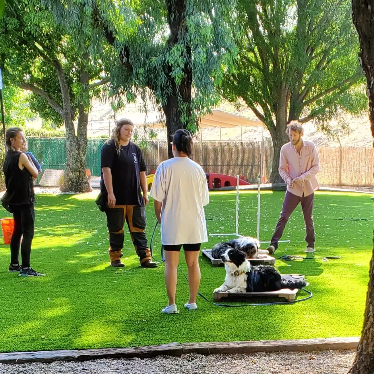 Dog training gallery image 42