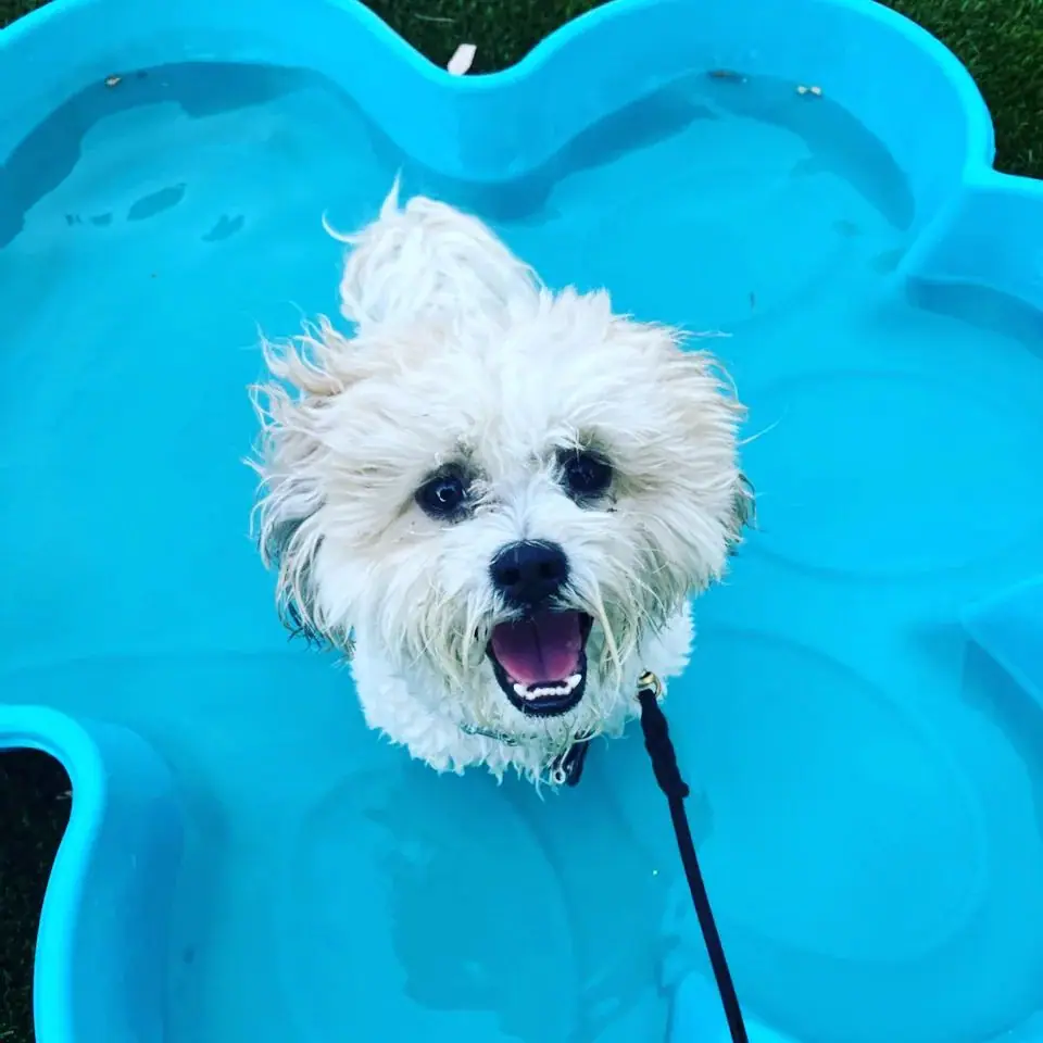 Recently trained dog 6