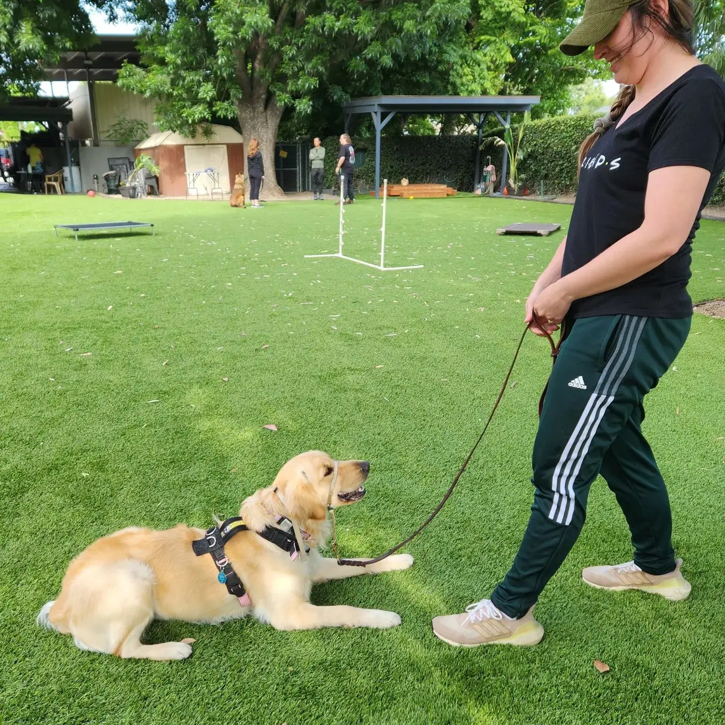 Recently trained dog 4