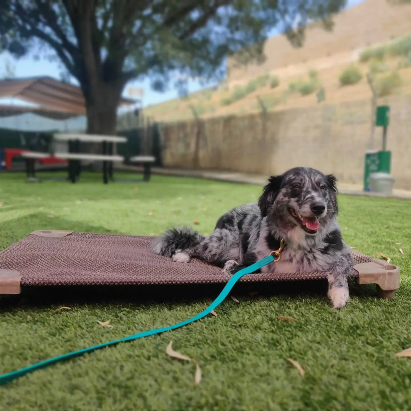 Recently trained dog 3