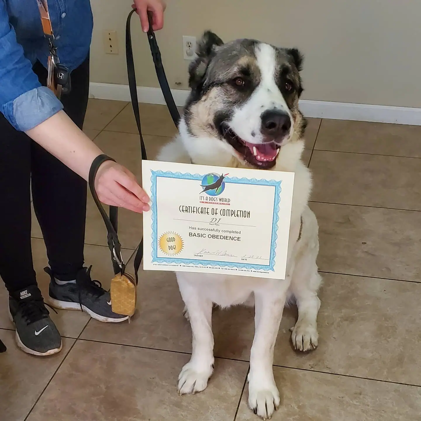 Dog training gallery image 60