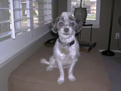 Happy client and trained dog