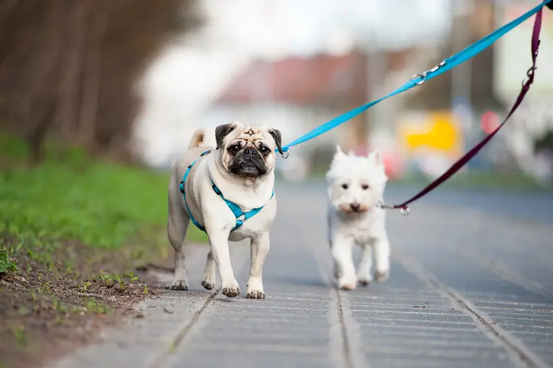 Dogs practicing reliable leash skills