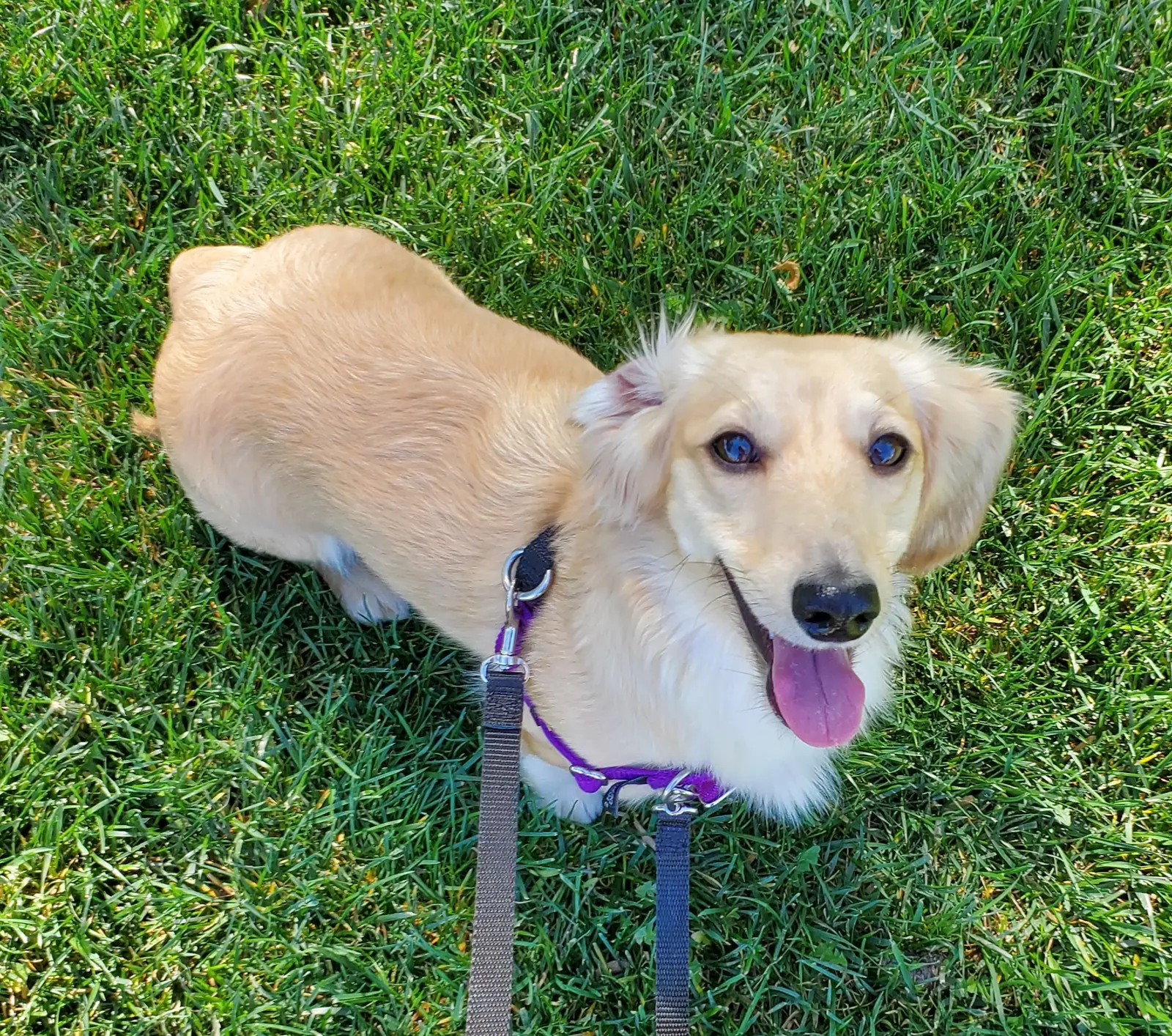 Dog training gallery image 33