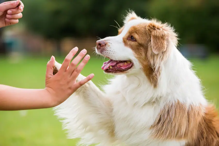 Dog working with a professional trainer
