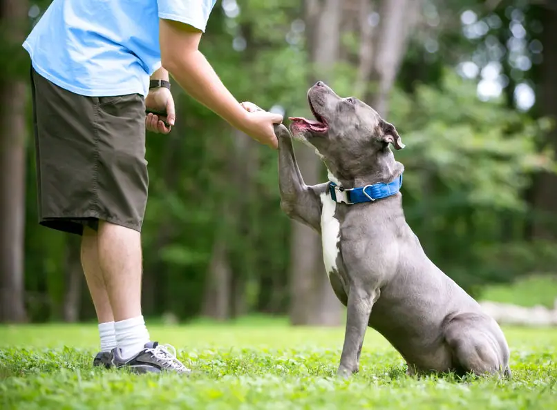 Recently trained dog 1