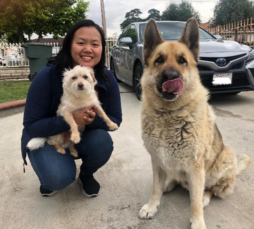 Dog training gallery image 24